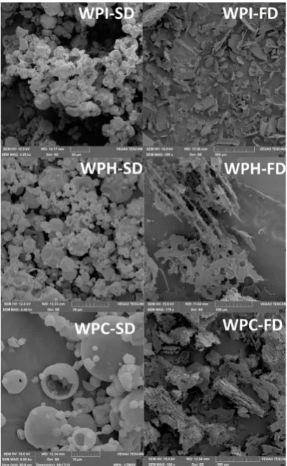 Figure 1. SEM images of camu-camu powders. WPI: whey protein isolate; WPH: whey protein hydrolysate; WPC: whey protein concentrate; SD: spray-drying; FD: freeze-drying