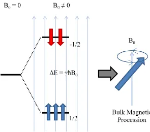 Figure 2.3: A small population difference in nuclear spin states, described by a Boltzmann distribution, is the cause of the precessing bulk magnetization with which the applied B1 pulse interacts
