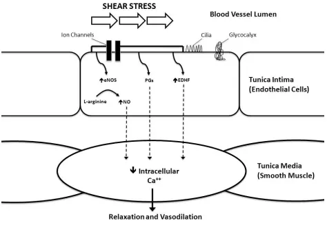 Fig. 1.1 Schematic representation of the pathways involved in flow-mediated dilation (FMD) 