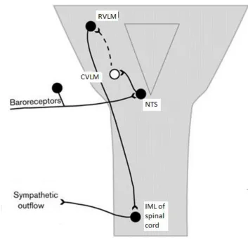 Figure 1.2. The major pathways involved in the baroreceptor reflex. Open circles indicate inhibitory neurons while filled circles represent excitatory neurons