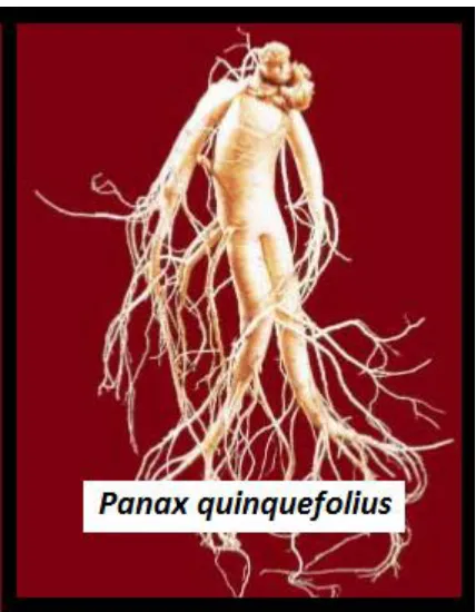 Figure 1.3. Fresh ginseng shaped like a man. The name ginseng is derived from the Chinese words “Jen Sheng” meaning “man herb” describing the root’s humanoid shape (modified from Yun et al., 2001)