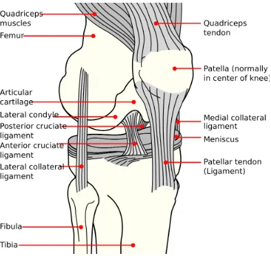 Figure 1.3 Schematic diagram of the anterior aspect of the knee joint. Three 