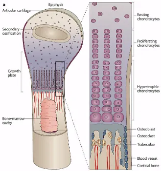 Figure 1.5 – Schematic diagram of the epiphyseal plate. The first zone is the resting 