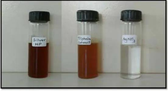Figure 2: SEM micrograph of Tiphala-Silver nanoparticles synthesized 
