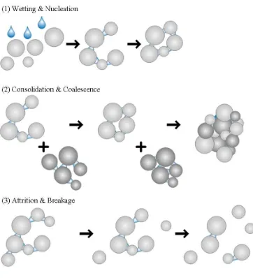 Figure 1.3: Rate processes describing granule growth (adapted from Ennis and Litster, 1997)