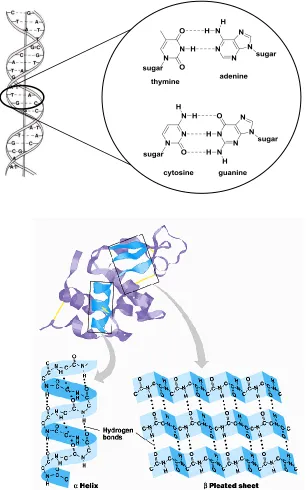 Figure 1-2 (above) A cartoon representation of DNA double helical structure with 
