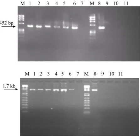Figure 1. Specificity analysis of LC-RT-PCR, using SYU- primers (amplicon of 452 bp) or the Oligo-S1-primers (am-plicon of 1.7 kb)