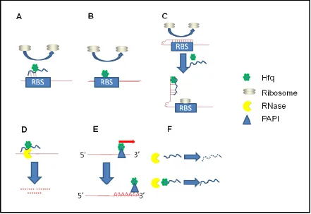 Figure 1.3 Hfq modes of action.  A) Hfq and an sRNA can bind the ribosome binding site (RBS) of a target mRNA and inhibit translation