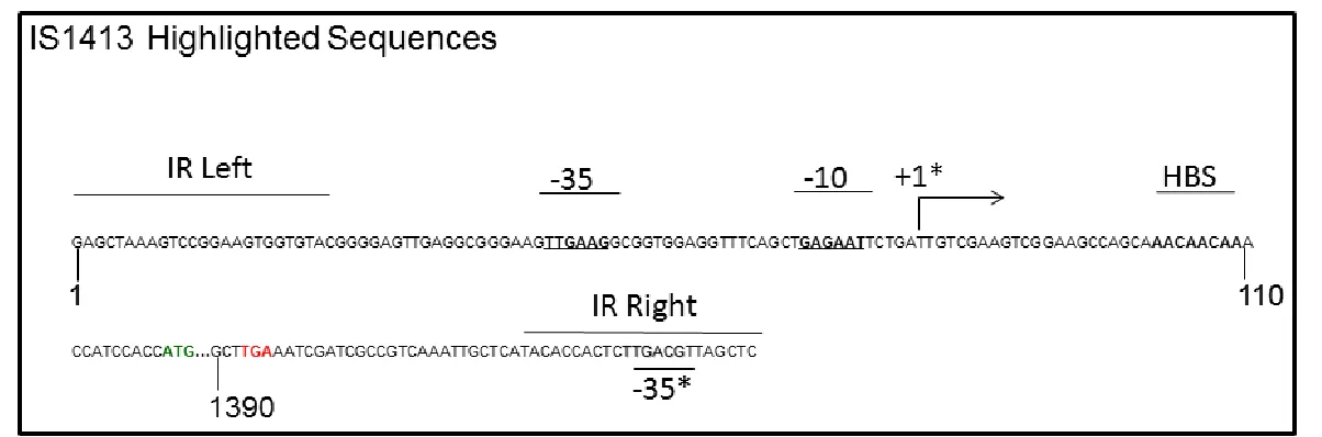 Figure 1.4 Features of IS1413: IS1413 contains two flanking inverted repeats (denoted IR Left and IR Right) denoting the boundaries of the element
