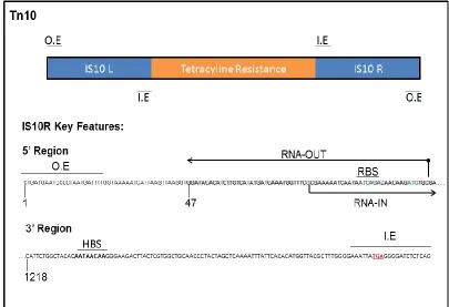 Figure 1.5 Structure of Tn10 and key sequences of IS10R.  O.E and I.E are the outside ends and inside ends respectively
