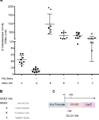 Figure 3.1 β-galactosidase activity for IS 1413-LacZ translational fusions. Translational fusions were transformed into NK5830 F’ (Hfq+) or its isogenic Hfq- derivative and Miller assays were performed