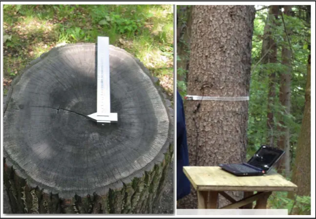 Figure 1. Measuring tree diameter to characterize tree age (adapted from Ref.[43] [41] [42] )