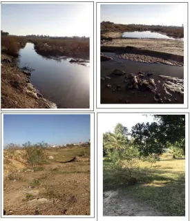 Figure 2. Photos of weeds used to test the field protocol (photos adopted from Wikipe-dia)