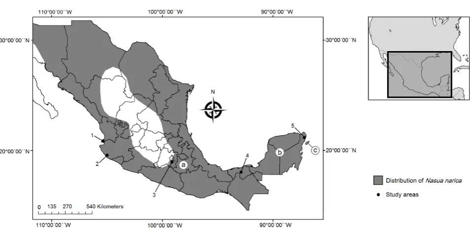 Figure 1. Map of the distribution of N. narica in Mexico (after Parque Museo de La Venta, Tabasco; 5