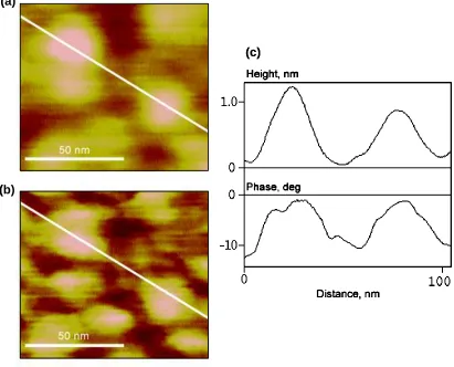 Figure 4.4. Enlarged images of (a) topography and (b) phase for the “nucleated” polybithiophene sample shown in Fig