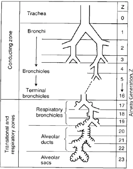 Figure 1.1: Human airway tree by generation Image adapted from West JB, Respiratory Physiology Eighth Edition