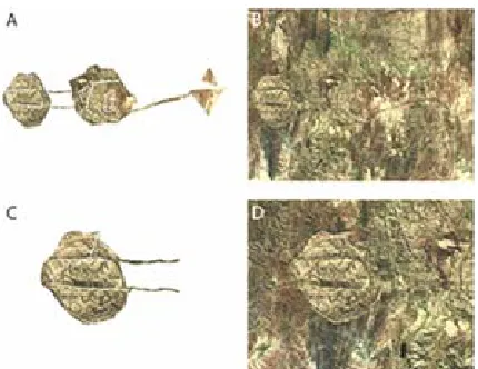 Figure 3. A-F Show microscopic sample of comet tail effect that generates an invariant hexagonal pattern on intercel-lular cancer collision event