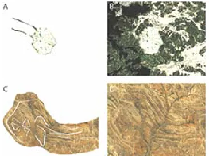 Figure 5. A, C show detachment image of B, and D, that show close up Bigach Crater geometric complex