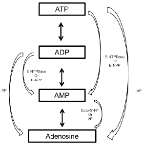 Figure 1.2. Schematic pathways of adenosine breakdown and formation 