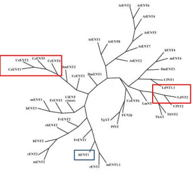 Figure 1.6. The Equilibrative Nucleoside Transporter family rootless phylogenetic tree