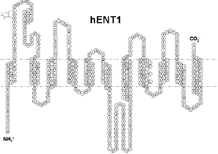 Figure 1.7. Predicted 2-D topology of hENT1 created in TMPPres2D [140] 