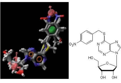 Figure 1.9. Generated pharmacophore model aligned against NBMPR obtained from 