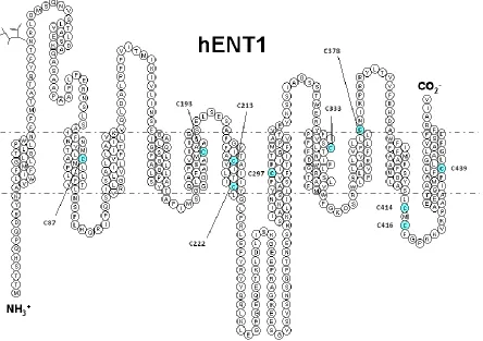 Figure 2.1. Predicted 2-D topology of hENT1 with location of 10 endogenous cysteine residues indicated in light blue circles