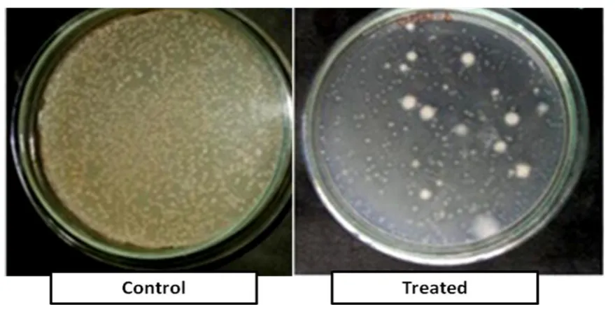 Figure 5. Antimicrobial Efficacy of control and treated samples 
