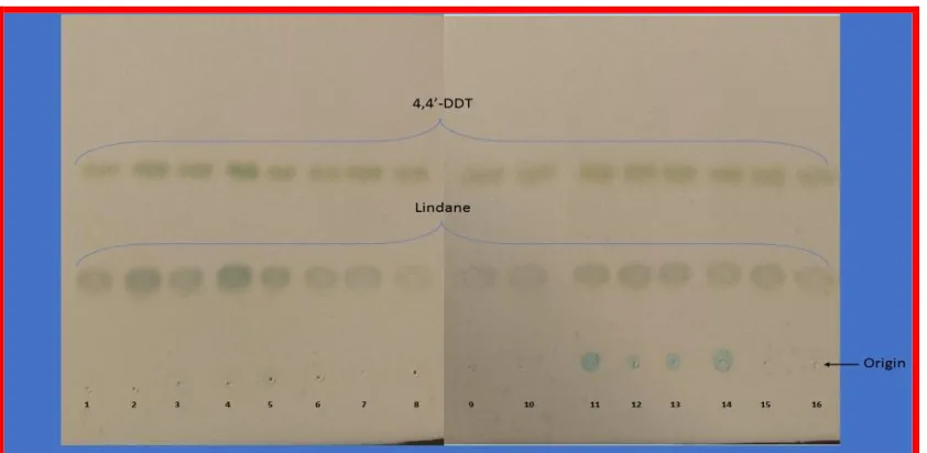 Fig. 3: Thin Layer Chromatogram for 4,4’-DDT and Lindane. (Spots 1-10 belong to pH): 1= pH 5- 0 h;  2= pH 5- 72 h; 3= pH 6- 0 h; 4= pH 6- 72 h; 5= pH 7- 0 h; 6= pH 7- 72 h; 7= pH 8- 0 h; 8= pH 8- 72 h; 9= pH 9- 0 h; 10= pH 9- 72 h; (Spots 11-16 belong to inoculum size OD600): 11= 0.025- 0 h; 12= 0.025- 72 h; 13= 0.05- 0 h; 14= 0.05- 72 h; 15= 0.075- 0 h; 16= 0.075- 72 h 