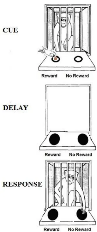 Figure 1.1. Schematic of the adapted version of the delayed-response task used with 