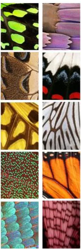 Figure 2.2.  The stimuli used for the 10 item set of the Self-Ordered Pointing Task. Each 