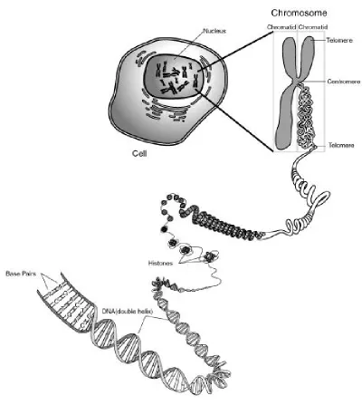 Figure 2.1: An illustration of the structure of a chromosome in context of the cell(Source- http://commons.wikimedia.org/wiki/File:Chromosome.gif).
