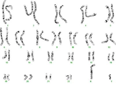 Figure 2.2: A karyotype analysis end result with all 46 chromosomes organized