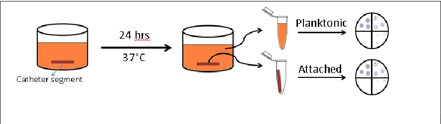 Figure 9: Schematic representation of in vitro experiment 