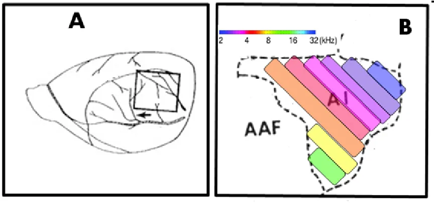 Figure 2: A and B represent the auditory cortex in the rat. B shows a representation of the tonotopicorganization in the primary auditory cortex AI (modified from data in Kalatsky et al., 2005)
