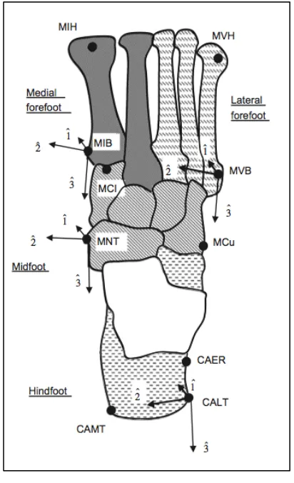 Figure 1-2: Rigid segments of the multi-segment foot model defined as the hindfoot in dashed grey, midfoot in 