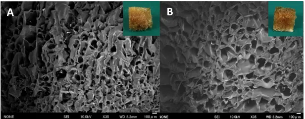 Figure 1. SEM images of (A) Gel and (B) Gel/CTS sponges: Scale bar is 200 μm. 