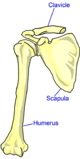 Figure 1.1: The Osseous Anatomy of a Shoulder 