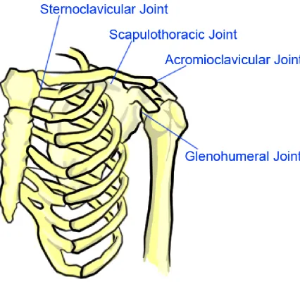 Figure 1.2: Four Different Joints in the Shoulder 