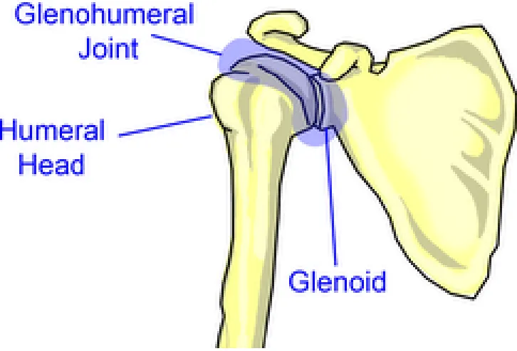 Figure 1.3: The True Shoulder Joint – Glenohumeral Joint 