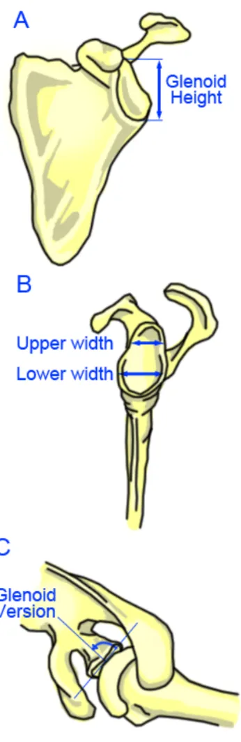 Figure 1.5: Anatomic Parameters 