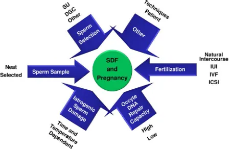 Figure 1. Factors affecting the reliability of sperm DNA frag-mentation as a predictor of pregnancy outcome