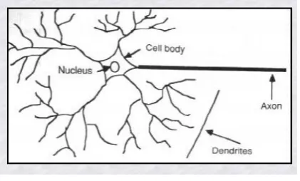 Fig 5:Components Of A Neuron 
