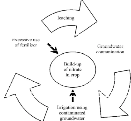 Figure 5. Nitrate contents in various agricultural products. 