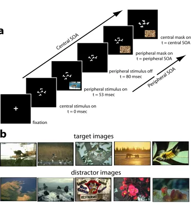 Figure 3.1: Experimental Protocol. (a) Schematic illustration of one trial. After a ﬁxation cross presentedat the center of the visual ﬁeld, an attentionally demanding letter discrimination task is presented centrally.stimuli