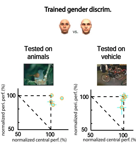 Figure 3.5: Gender-Train Dual-Task experiment. In this experiment, 4 subjects are trained on the centralletter discrimination task, gender discrimination as well as the dual task condition using these two tasks.Two examples of the stimuli of the gender dis