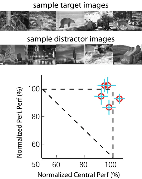 Figure 3.6: Natural scene categorization without color. In this experiment, the peripheral task is animalcategorization with grayscale natural scene images