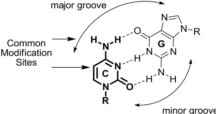 Figure 1.5 – Watson Crick bonding of G  and C and common modification sites of C. 