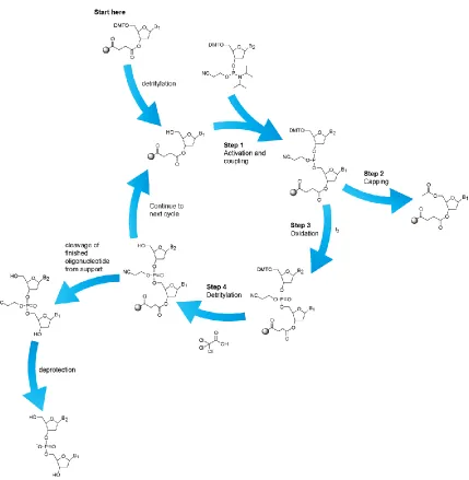 Figure 1.9 – DNA synthesis utilizing phosphoramidite chemistry. 