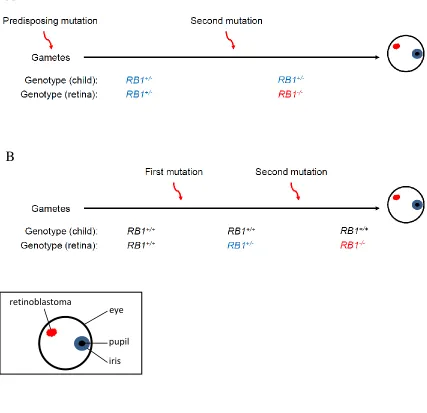 Figure 1.1: There are multiple ways to acquire retinoblastoma.